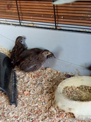  Chinesische Zwergwachteln aus Nachzucht 2025 Bild 2