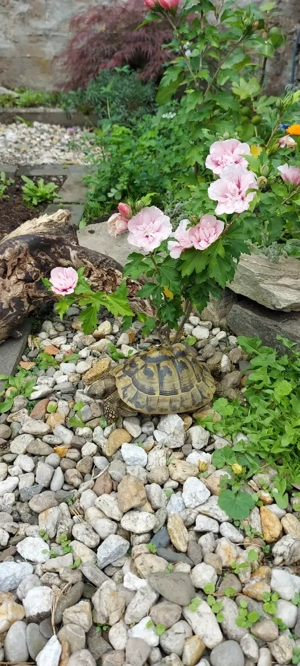 Weibliche Griechische Landschildkröte eierlegend (Thb) 2006