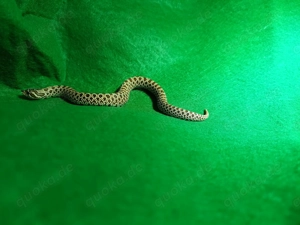 Hakennasennattern (Heterodon nasicus) aus eigener Nachzucht 2025 zu verkaufen!