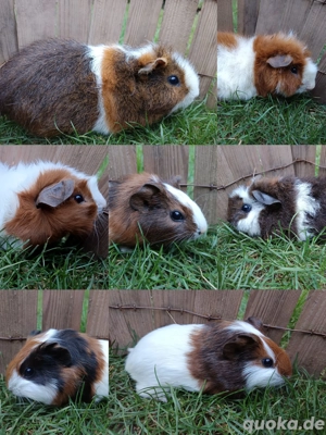MEERSCHWEINCHEN Rex, glatte und Rosetten ->Böckchen 