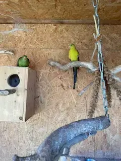 Bergsittiche Zuchtpaar