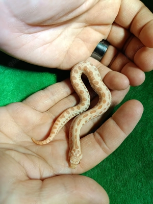 Hakennasennattern (Heterodon nasicus) aus eigener Nachzucht 2025 zu verkaufen!