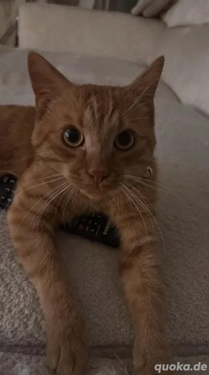 Bennie sucht neues zuhause