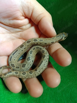 Hakennasennattern (Heterodon nasicus) aus eigener Nachzucht 2025 zu verkaufen!