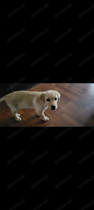 Labrador welpen blond 