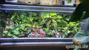 Suche 2 Dendrobates Leucomelas Weibchen