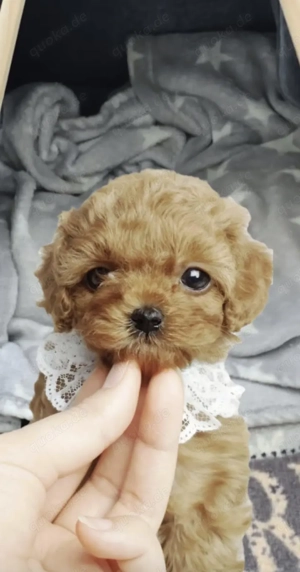 Seltenheit: Bildschone Toypudel Welpen Rot,Apricot, u.Schwarz