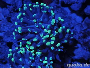 diverse eupyhilas  Bild 2