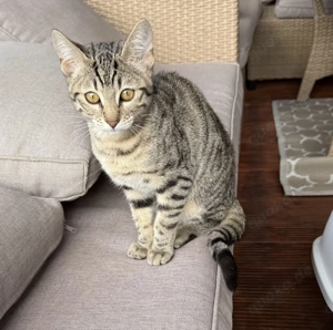 Bengal Kitten Geburtstag 19.05.2025