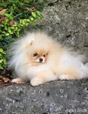 süsser pomeranian zwergspitz Welpe rüde mit Ahnentafel 