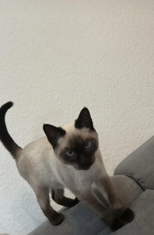 Siam Katzen Dame  