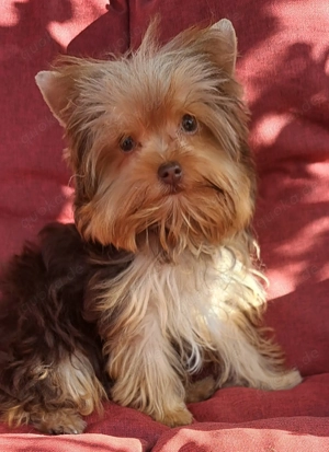 Yorkshire Terrier in chocotan