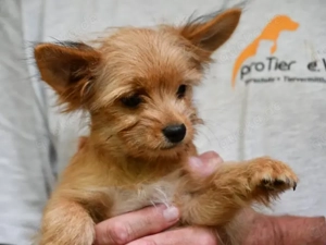 Charlie sucht sein Zuhause Bild 8