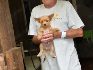 Charlie sucht sein Zuhause Bild 9