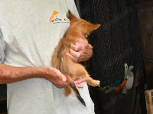 Charlie sucht sein Zuhause Bild 5