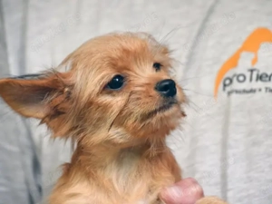 Charlie sucht sein Zuhause Bild 3