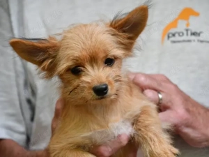 Charlie sucht sein Zuhause Bild 4