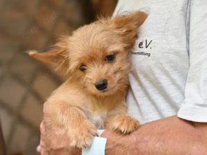 Charlie sucht sein Zuhause Bild 6