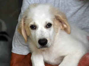 Romeo sucht sein Zuhause