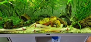 Mehrere Axolotl zu verkaufen