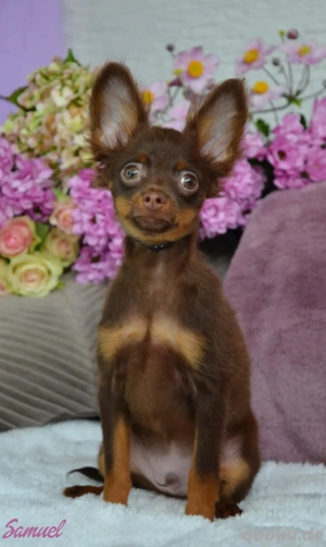 Schöner Junge Russkiy Toy