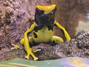 Pfeilgiftfrösche Dendrobates Tinctorius  Regina 