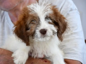 Carlina sucht ihr Zuhause