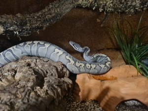 1.0 GHI Ghost Königspython