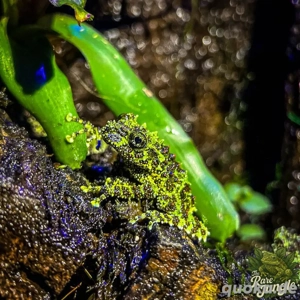 Moosfrosch - Theloderma corticale aus eigener Zucht zu verkaufen