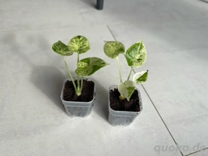 Alocasia Dragon Scale mint 