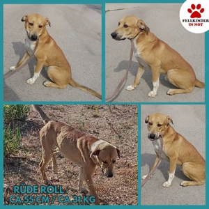 Jagdhund Mischlings-Rüde Roll sucht ein Zuhause oder eine Pflegestelle