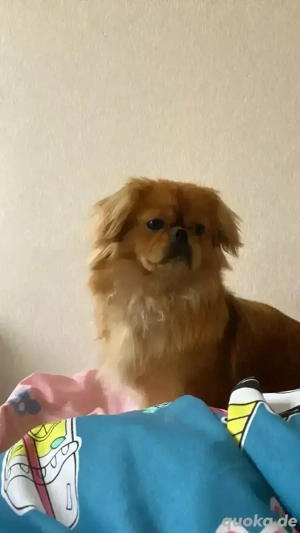 Pekinesen Hundewelpen 