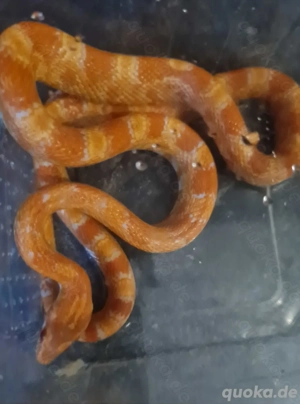 kornnatter Jungtiere 