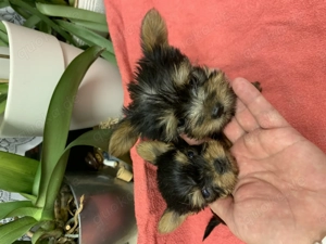 Yorkshire Terrier Welpe exklusiv  Bild 2