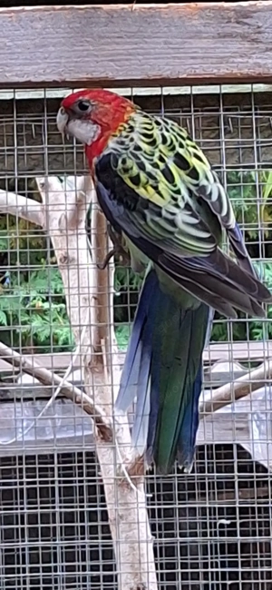 Prachtrosella Henne Bild 3