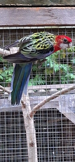 Prachtrosella Henne Bild 2