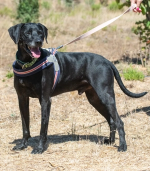 Amadeo, ein guter Kerl! Bild 2