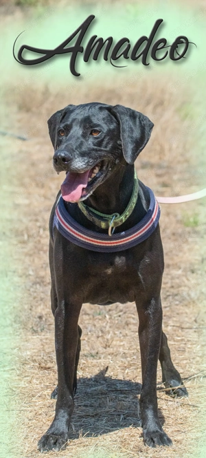 Amadeo, ein guter Kerl! Bild 8