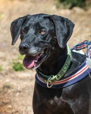 Amadeo, ein guter Kerl! Bild 7