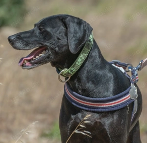 Amadeo, ein guter Kerl! Bild 4