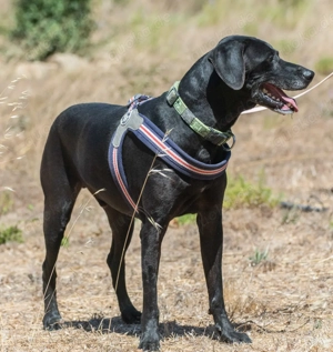 Amadeo, ein guter Kerl! Bild 6