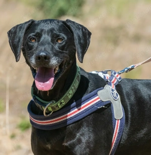 Amadeo, ein guter Kerl! Bild 5