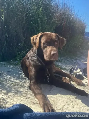 Deckrüde Labrador Schokobraun
