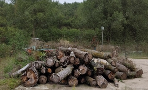 Brennholz, Kaminholz Stammholz zu verkaufen