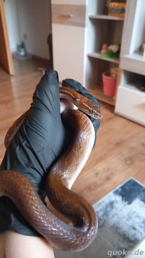 Afrikanische hausschlange dringend 