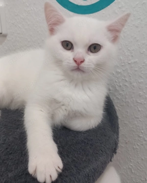 Türkisch Angora Kitten 