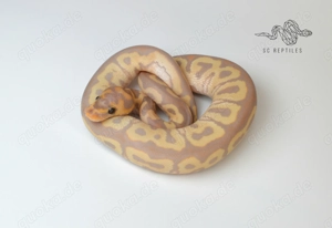 RESERVIERT 1.0 Spotnose Coral glow Clown - Königspython 