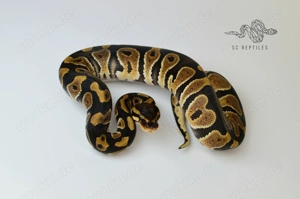 RESSERVIERT 0.1 Chocolate 100% HET Clown