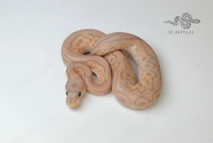 RESERVIERT 1.0 Black Pastel Spotnose Coral Glow Phantom Clown - Königspython