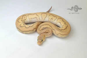 1.0 Black Pastel Chocolate Coral Glow Phantom Clown - Königspython 